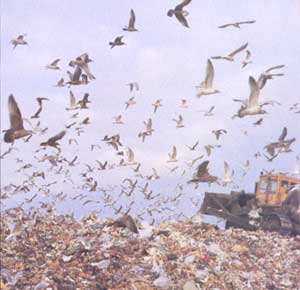 The gulls pick and choose through refuse at city's edge. Jamica Bay, NY, 1987.